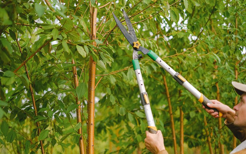 Tree trimming in Roselle Park, NJ